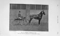 Original Old Antique Print 1906 Photograph Mr Scott Menella Horse Hackney Show