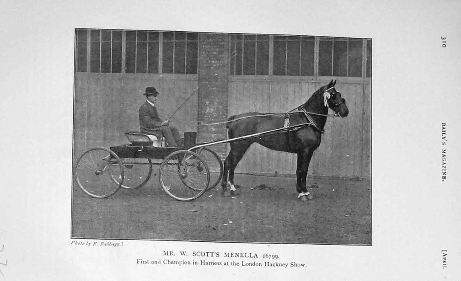 Original Old Antique Print 1906 Photograph Mr Scott Menella Horse Hackney Show