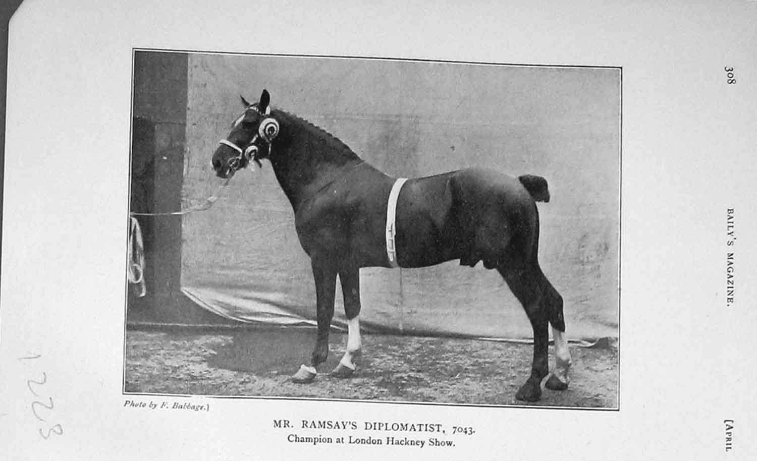Original Old Antique Print 1906 Photograph Horse Mr Ramsay Diplomatist Hackney