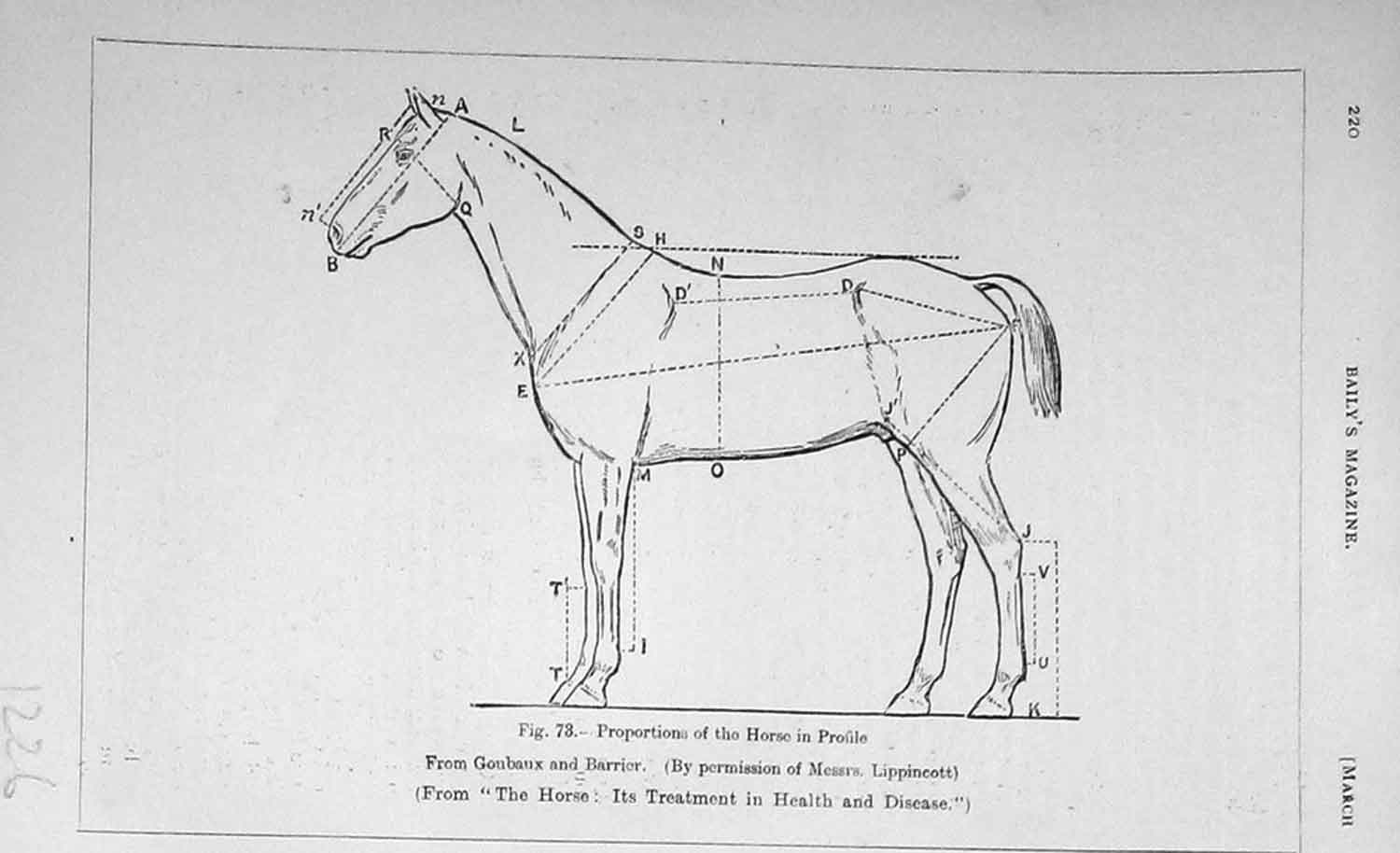Original Old Antique Print 1906 Diagram Proportions Horse Profile 20th Century