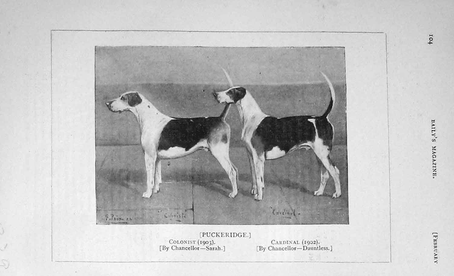 Original Old Antique Print 1906 Puckeridge Colonist Cardinal Dogs 20th Century