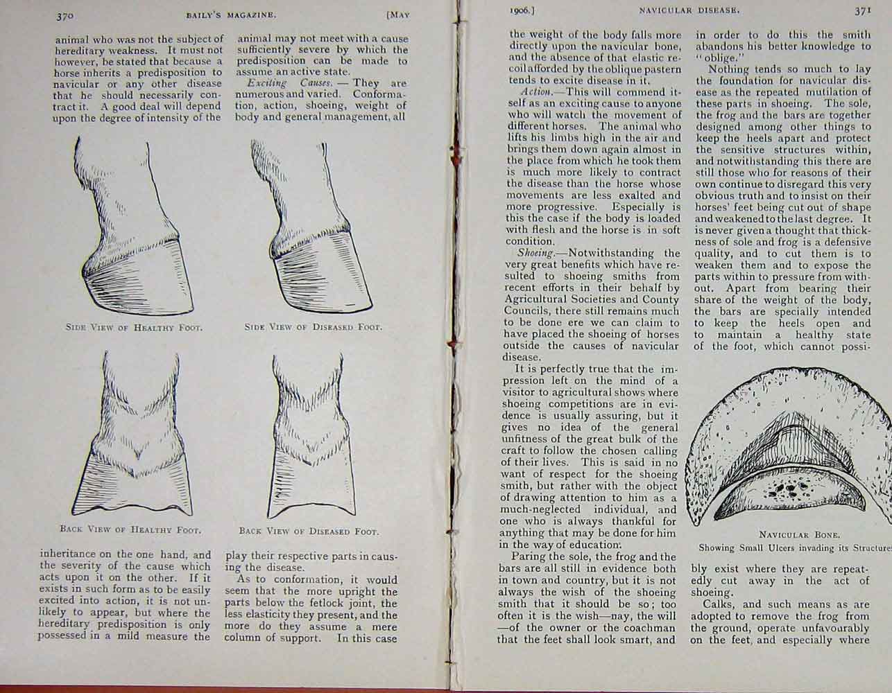 Old Antique Print 1906 Diagrams Navicular Disease Horses Foot Bone Beech 20th
