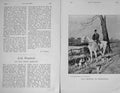 Original Old Antique Print 1906 Portrait Jack Shepherd Whitethorn Horse 20th