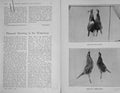 Old Antique Print 1906 Pheasant Shooting Himalayas Monaul Koklass Birds 20th
