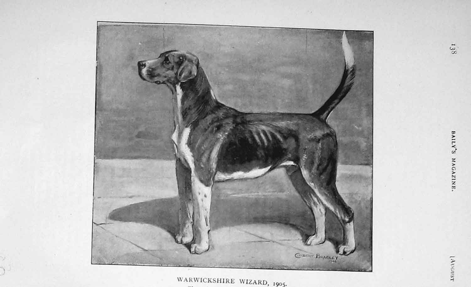 Original Old Antique Print 1906 Warwickshire Wizard Dog Peterborough Champion