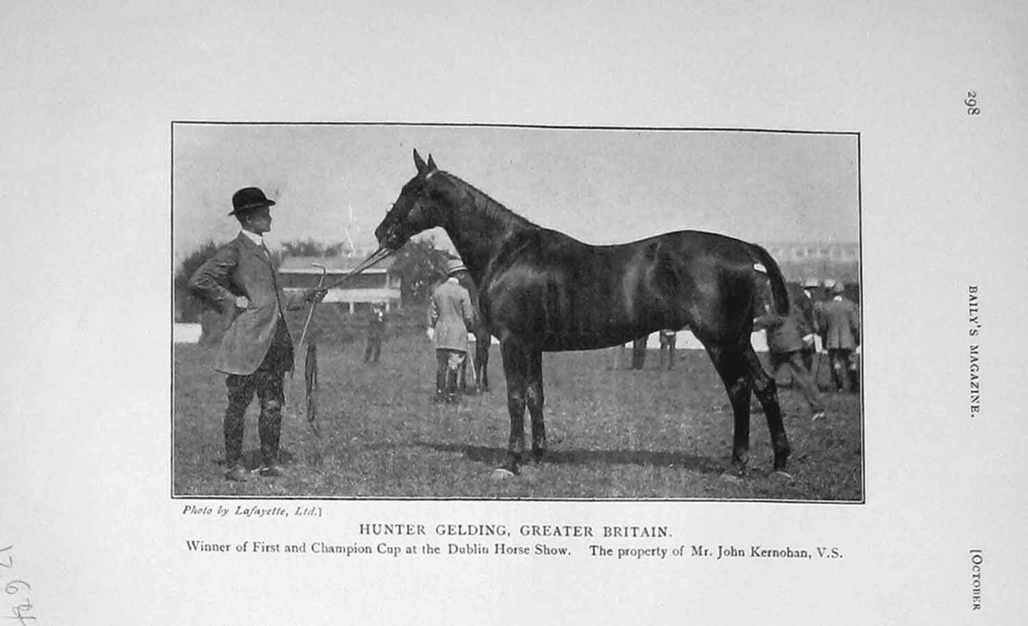 Old Antique Print 1906 Photograph Hunter Gelding Greater Britain Horse 20th