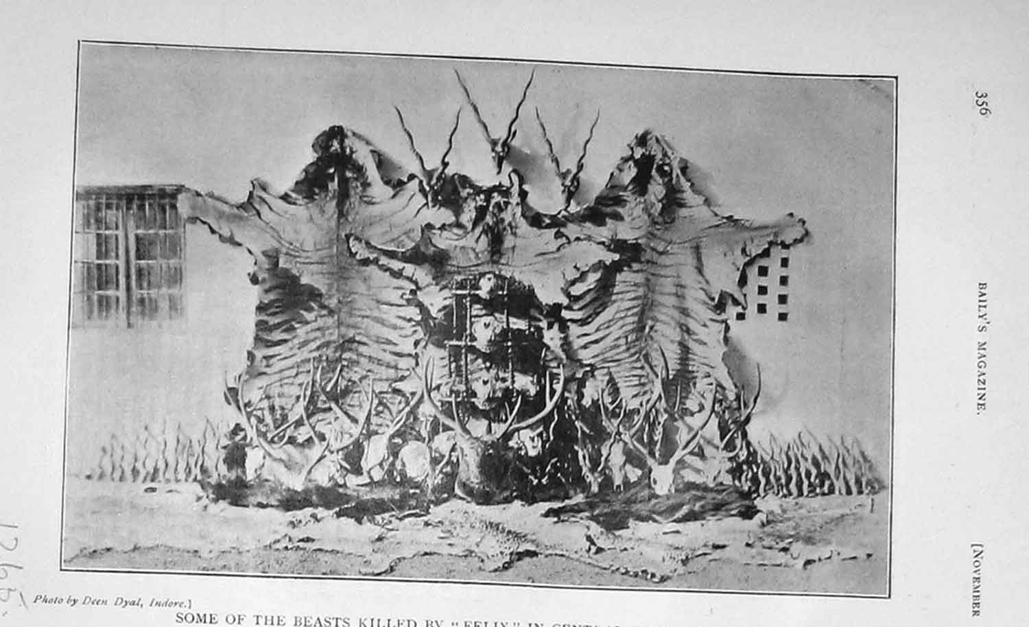 Original Old Antique Print 1906 Beasts Killed Felix India Animals 20th Century