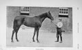 Original Old Antique Print 1906 Photograph Troutbeck St Leger Sport Horse 20th