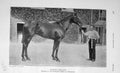 Old Antique Print 1906 Photograph Horse Slieve Gallion Doncaster Sport 20th