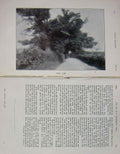 Original Old Antique Print 1906 Photograph Commercial Tree Ash Country 20th