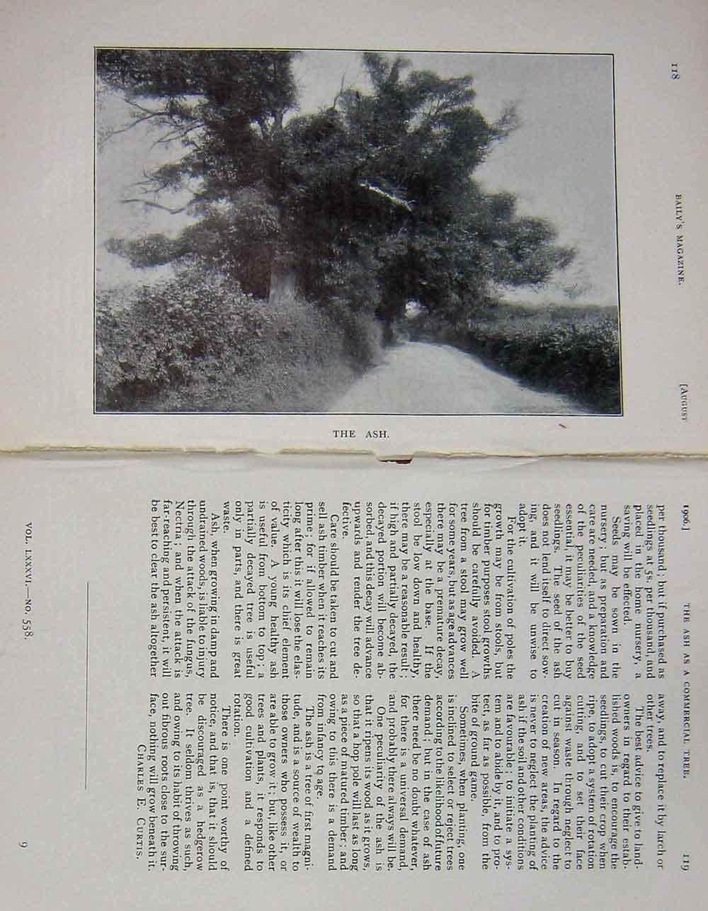 Original Old Antique Print 1906 Photograph Commercial Tree Ash Country 20th