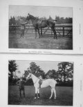 Old Antique Print 1906 Polo Horses Worcester Miss Haig New Boy Belville 20th
