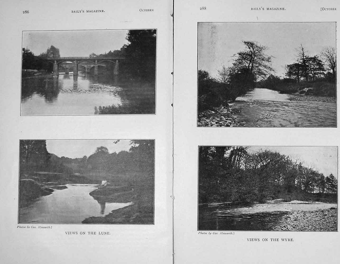 Original Old Antique Print 1906 Photograph Elm Commercial Tree Nature 20th