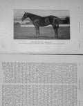 Original Old Antique Print 1906 Photograph Hunter Gelding Redshank Show 20th