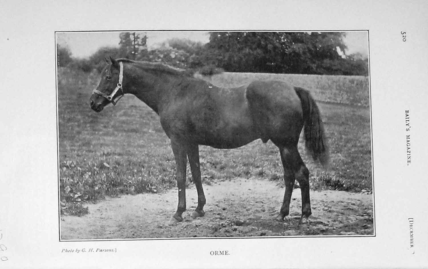 Original Old Antique Print 1907 Photograph Orme Horse Baily'S Magazine 20th
