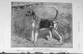 Original Old Antique Print 1907 Hertfordshire Sampler Hound Dog 20th Century