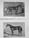 Original Old Antique Print 1907 Horses Touchstone Bay Middleton 20th Century