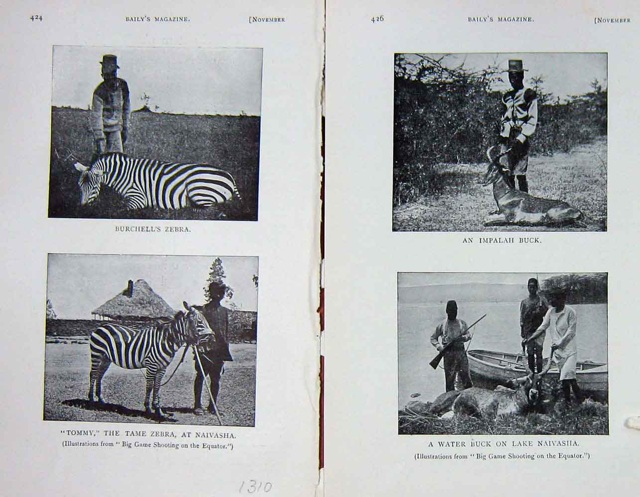 Original Old Antique Print 1907 Photograph Burchell'S Zebra Tommy Naivasha