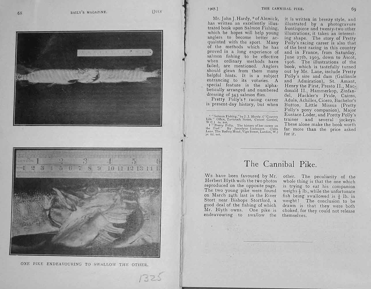 Original Old Antique Print 1907 Photograph Fish Pike Baily'S Magazine 20th