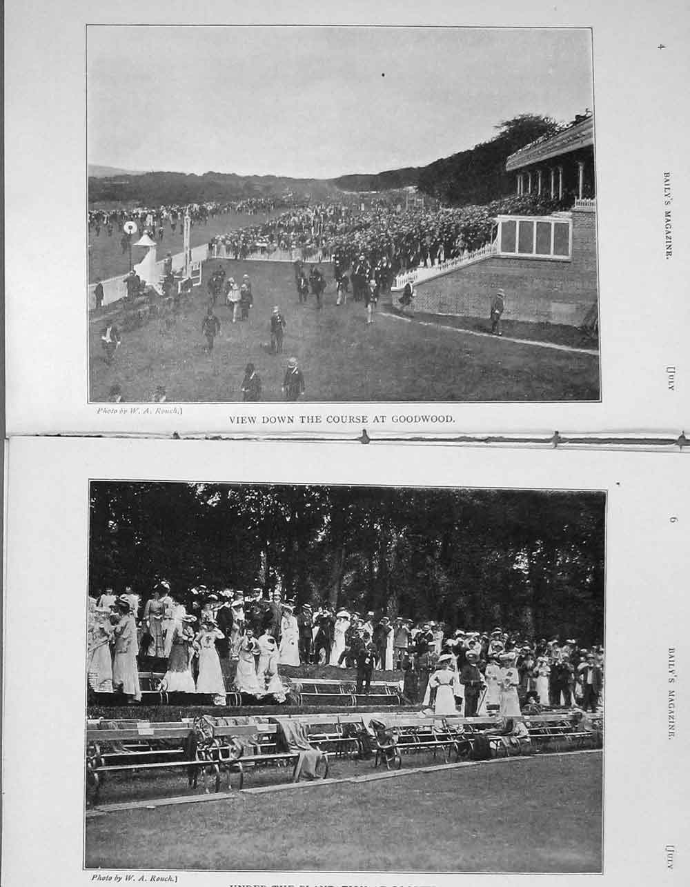 Original Old Antique Print 1907 Photograph Goodwood Horse Racing Plantation