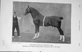 Original Old Antique Print 1907 Photograph Hackney Stallion Rosador Horse Show
