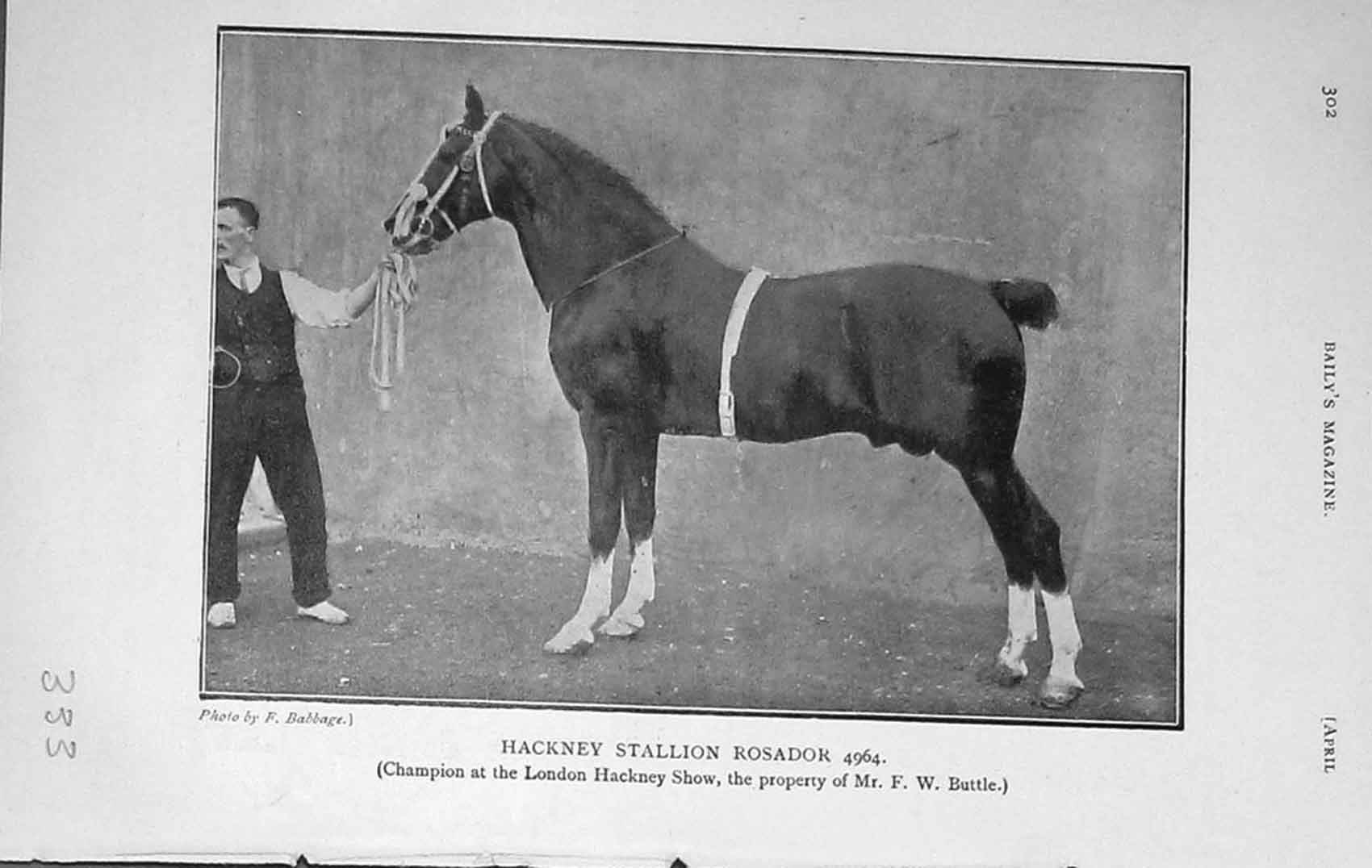 Original Old Antique Print 1907 Photograph Hackney Stallion Rosador Horse Show