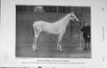 Old Antique Print 1907 Photograph Thoroughbred Stallion Flambeau Horse 20th