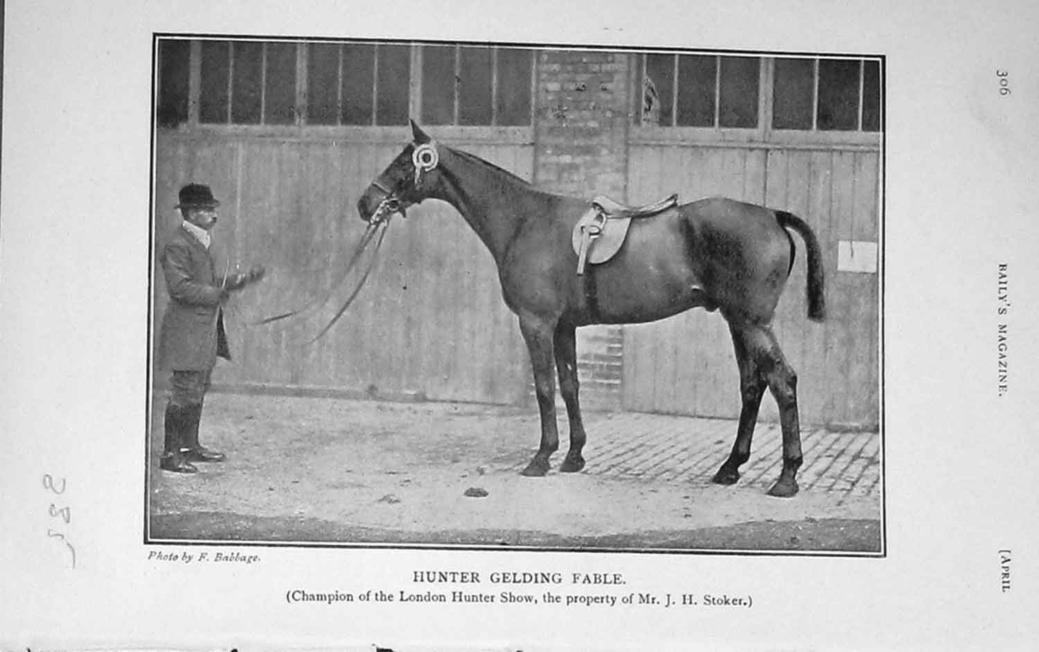 Original Old Antique Print 1907 Photograph Hunter Gelding Fable Horse 20th