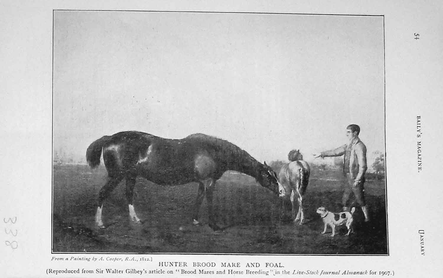 Original Old Antique Print 1907 Photograph Hunter Brood Mare Foal Horses 20th