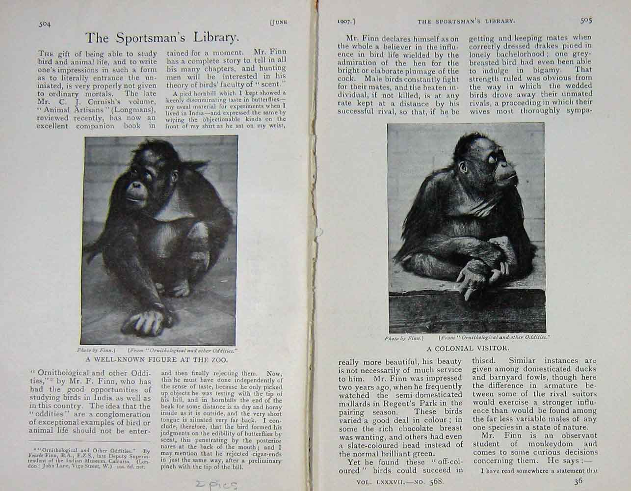 Original Old Antique Print 1907 Photograph Monkey Zoo Baily'S Magazine 20th