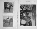 Old Antique Print 1907 Major Egerton Green Captain E.D Miller Horses Polo 20th