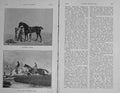 Old Antique Print 1907 Horses Sport Lottery Cigar Jumping Ditch Baily'S 20th