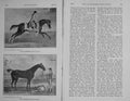 Original Old Antique Print 1907 Race Horses Partner Bay Bolton Sport Yorkshire