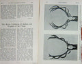 Original Old Antique Print 1907 Hungarian Stags Head Prince Hohenlohe Hunting