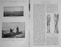 Original Old Antique Print 1907 Tarpon Leaping Fishing Angling Horse Leg Splint