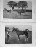 Original Old Antique Print 1907 Brood Mares Horses Highfield Mintagon Sport