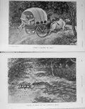 Original Old Antique Print 1907 Panther Hunting Cattle Cart Wild Animals Sport