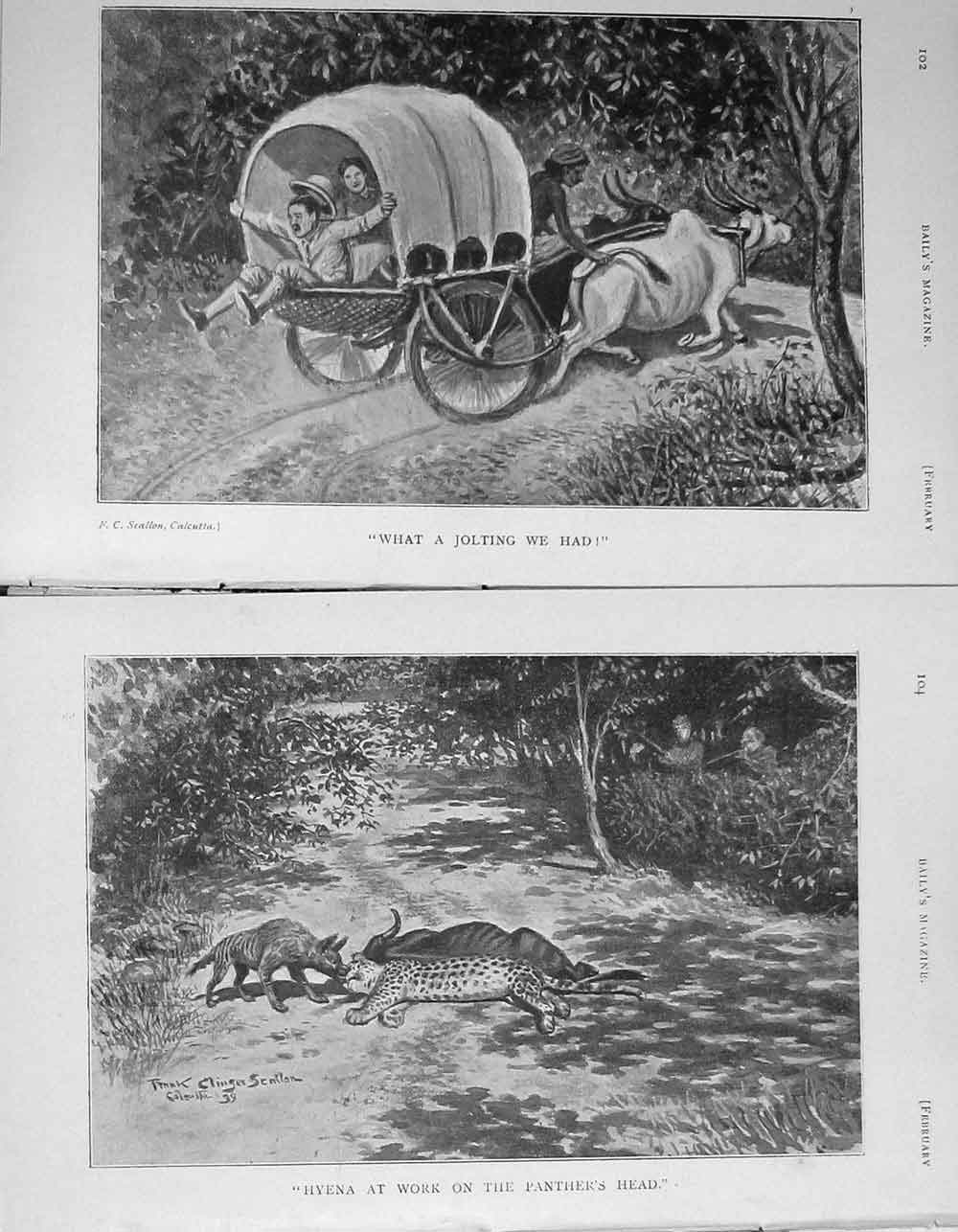 Original Old Antique Print 1907 Panther Hunting Cattle Cart Wild Animals Sport