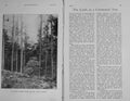 Original Old Antique Print 1907 Photograph Plantation New Forest Trees 20th