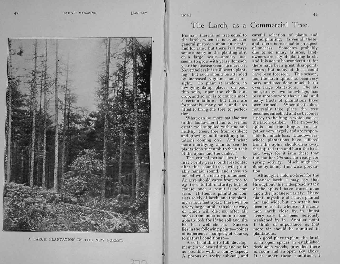 Original Old Antique Print 1907 Photograph Plantation New Forest Trees 20th