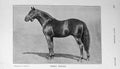 Original Old Antique Print 1908 Photograph Missel Thrush Horse Sport 20th