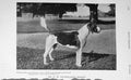 Original Old Antique Print 1908 Photograph Fitzwilliam'S Harper Hound Dog 20th