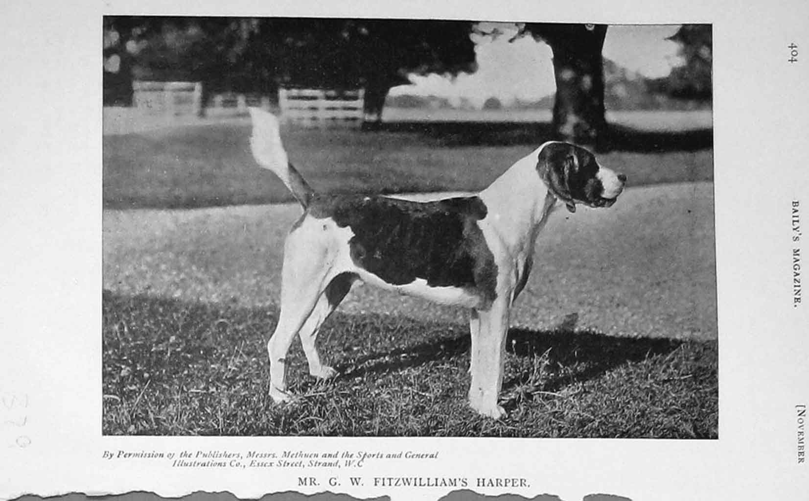 Original Old Antique Print 1908 Photograph Fitzwilliam'S Harper Hound Dog 20th