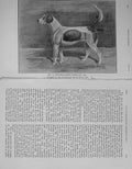 Old Antique Print 1908 Fitzwilliam'S Donovan Hound Dog Peterborough Show 20th