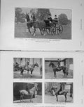 Original Old Antique Print 1908 Horses Winans Londesborough Londsdale Volpini
