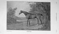 Original Old Antique Print 1908 Portrait Penelope Horse Sport Trees 20th