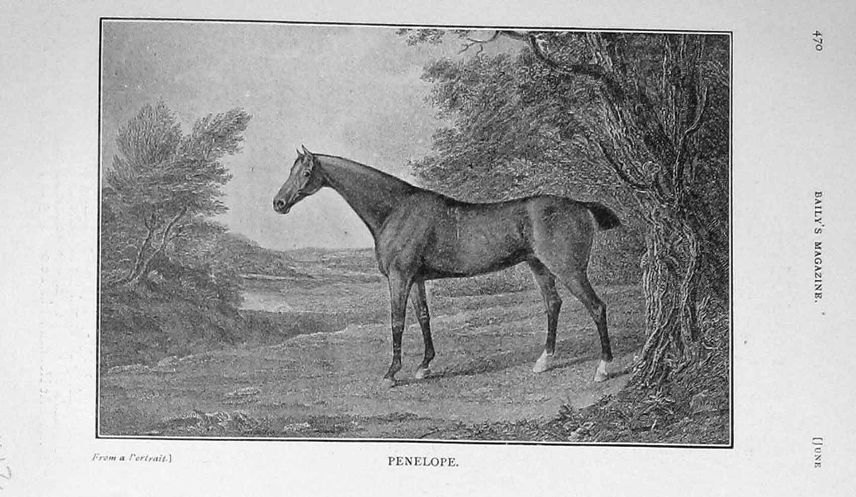 Original Old Antique Print 1908 Portrait Penelope Horse Sport Trees 20th