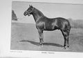 Original Old Antique Print *0278 1908 Photograph Missel Thrush Horse Sport