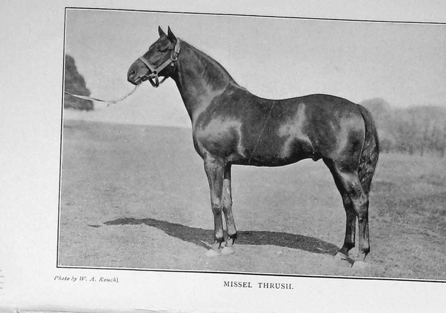 Original Old Antique Print *0278 1908 Photograph Missel Thrush Horse Sport