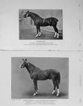 Original Old Antique Print 1908 Horses Copper King Stallion Roosevelt Broadwood